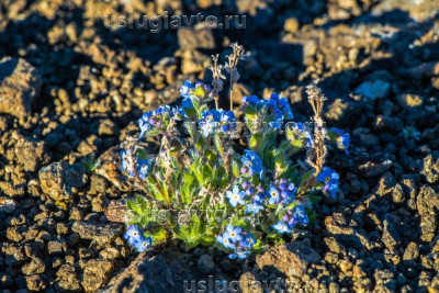 цветы высокогорья плато Путорана 3.jpg